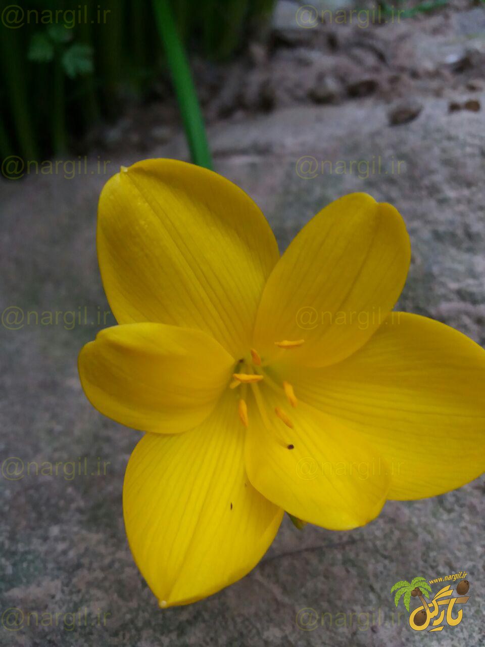 Fall daffodil